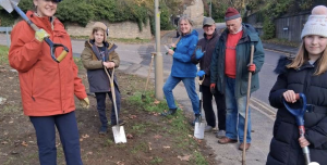 Planting purple crocus bulbs in Stamford town